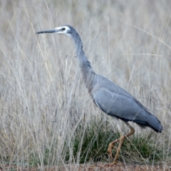 Egretta novaehollandiae (White-faced Heron) at Majura, ACT - 3 Sep 2021 by jbromilow50