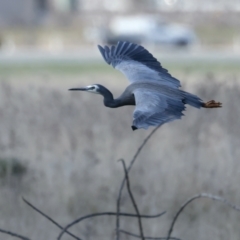 Egretta novaehollandiae at Majura, ACT - 3 Sep 2021 11:04 AM