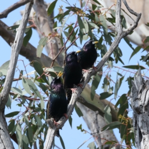 Sturnus vulgaris at Majura, ACT - 3 Sep 2021