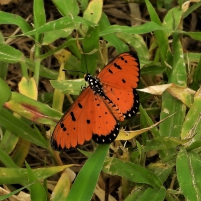 Acraea terpsicore (Tawny Coster) at Garbutt, QLD - 3 Apr 2021 by TerryS