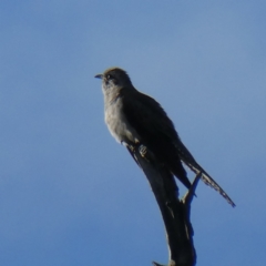 Cacomantis pallidus (Pallid Cuckoo) at Googong, NSW - 5 Sep 2021 by Wandiyali