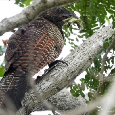 Centropus phasianinus (Pheasant Coucal) at Mount Louisa, QLD - 3 Apr 2021 by TerryS