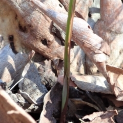 Calochilus montanus (Copper Beard Orchid) at Aranda, ACT - 18 Aug 2021 by CathB