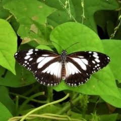 Danaus affinis (Marsh Tiger) at Garbutt, QLD - 3 Apr 2021 by TerryS