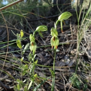 Bunochilus umbrinus at suppressed - 18 Aug 2021