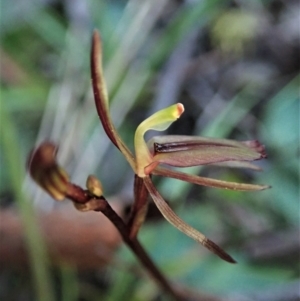 Cyrtostylis reniformis at suppressed - suppressed