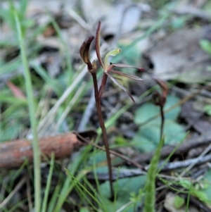 Cyrtostylis reniformis at suppressed - suppressed