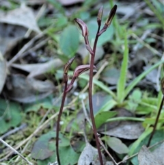 Cyrtostylis reniformis at suppressed - suppressed