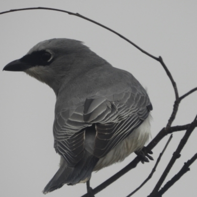 Coracina papuensis (White-bellied Cuckooshrike) at Mount Louisa, QLD - 13 Jun 2021 by TerryS