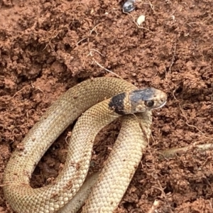 Pseudonaja textilis at Yass, NSW - 5 Sep 2021