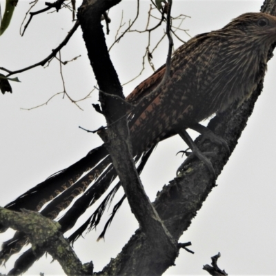 Centropus phasianinus (Pheasant Coucal) at Mount Louisa, QLD - 13 Jun 2021 by TerryS