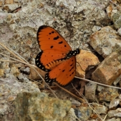 Acraea terpsicore (Tawny Coster) at Mount Louisa, QLD - 13 Jun 2021 by TerryS