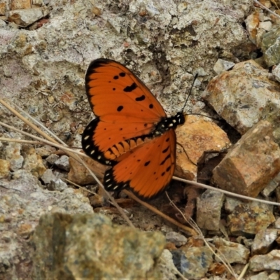 Acraea terpsicore (Tawny Coster) at Mount Louisa, QLD - 13 Jun 2021 by TerryS