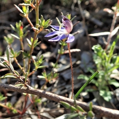 Cyanicula caerulea (Blue Fingers, Blue Fairies) at Aranda Bushland - 1 Sep 2021 by CathB