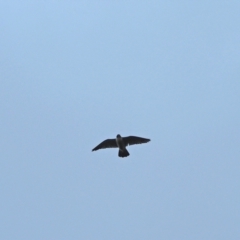 Falco peregrinus at Holt, ACT - 5 Sep 2021 09:31 AM