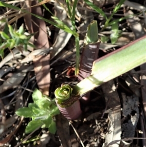 Calochilus platychilus at Cook, ACT - suppressed