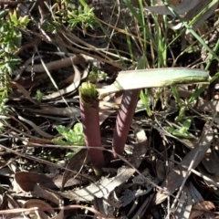 Calochilus platychilus at Cook, ACT - 2 Sep 2021