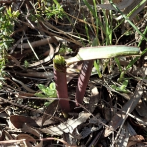 Calochilus platychilus at Cook, ACT - 2 Sep 2021