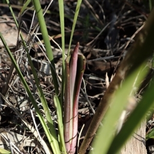 Calochilus platychilus at Cook, ACT - suppressed