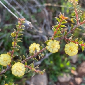 Acacia gunnii at Griffith, ACT - 5 Sep 2021