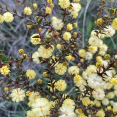 Acacia gunnii at Griffith, ACT - 5 Sep 2021