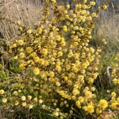 Acacia gunnii at Griffith, ACT - 5 Sep 2021