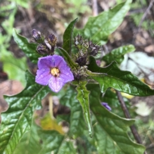 Solanum cinereum at Tuggeranong DC, ACT - 29 Aug 2021 09:24 AM