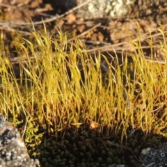 Pottiaceae (family) (A moss) at Calwell, ACT - 10 Aug 2021 by MichaelBedingfield