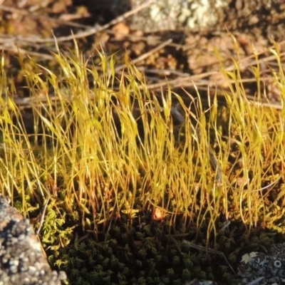 Pottiaceae (family) (A moss) at Calwell, ACT - 10 Aug 2021 by michaelb