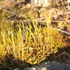 Pottiaceae (family) at Calwell, ACT - 10 Aug 2021