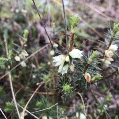 Melichrus urceolatus (Urn Heath) at Tuggeranong DC, ACT - 28 Aug 2021 by PeterR