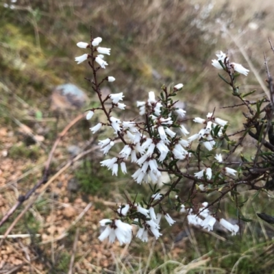 Cryptandra amara (Bitter Cryptandra) at Tuggeranong DC, ACT - 29 Aug 2021 by PeterR