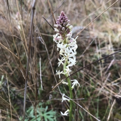 Stackhousia monogyna (Creamy Candles) at Tuggeranong DC, ACT - 28 Aug 2021 by PeterR