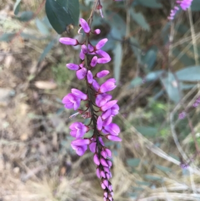 Indigofera australis subsp. australis (Australian Indigo) at Kambah, ACT - 4 Sep 2021 by PeterR