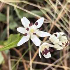 Wurmbea dioica subsp. dioica (Early Nancy) at Chifley, ACT - 5 Sep 2021 by PeterR