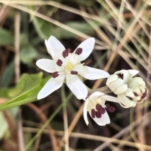 Wurmbea dioica subsp. dioica at Chifley, ACT - 5 Sep 2021