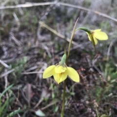 Diuris chryseopsis (Golden Moth) at Kambah, ACT - 5 Sep 2021 by PeterR