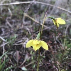 Diuris chryseopsis at Kambah, ACT - suppressed