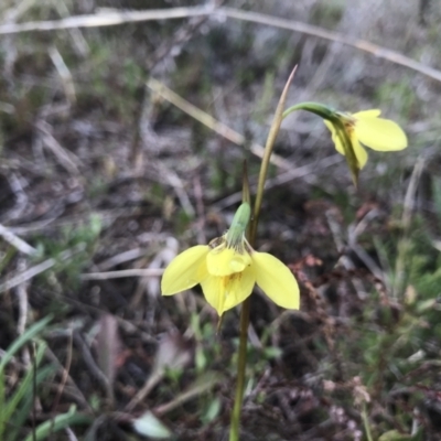Diuris chryseopsis (Golden Moth) at Kambah, ACT - 5 Sep 2021 by PeterR