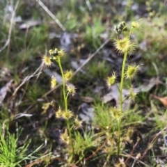 Drosera sp. (A Sundew) at Kambah, ACT - 4 Sep 2021 by PeterR