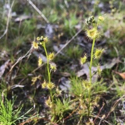 Drosera sp. (A Sundew) at Kambah, ACT - 5 Sep 2021 by PeterR