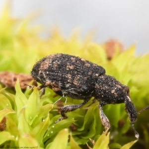 Achopera lachrymosa at Macgregor, ACT - suppressed