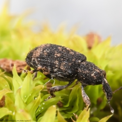 Achopera lachrymosa (Weevil) at Macgregor, ACT - 5 Sep 2021 by Roger