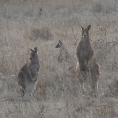 Macropus giganteus (Eastern Grey Kangaroo) at Conder, ACT - 10 Aug 2021 by michaelb