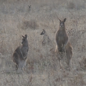 Macropus giganteus at Conder, ACT - 10 Aug 2021 05:44 PM