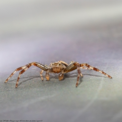 Australomisidia sp. (genus) (Flower spider) at Macgregor, ACT - 5 Sep 2021 by Roger