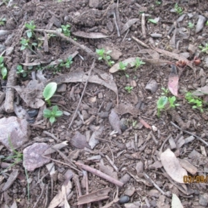 Zantedeschia aethiopica at Forde, ACT - 3 Sep 2021