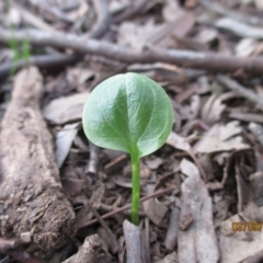 Zantedeschia aethiopica at Forde, ACT - 3 Sep 2021