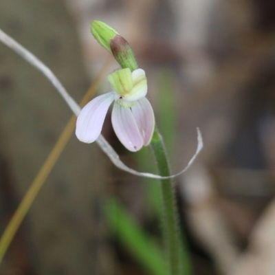 Caladenia carnea (Pink Fingers) at Wodonga, VIC - 5 Sep 2021 by Kyliegw