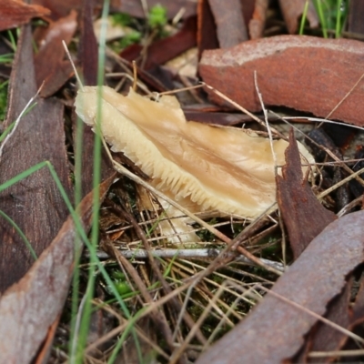 Unidentified Cap on a stem; gills below cap [mushrooms or mushroom-like] at Wodonga, VIC - 5 Sep 2021 by Kyliegw